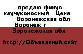 продаю фикус каучуконосный › Цена ­ 350 - Воронежская обл., Воронеж г.  »    . Воронежская обл.